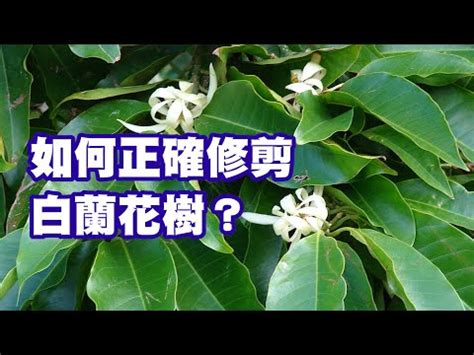 玉蘭花風水禁忌|【玉蘭樹風水】揭秘玉蘭樹風水禁忌！教你如何在家中旺財招運